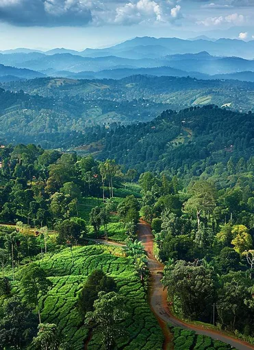 Nature Image